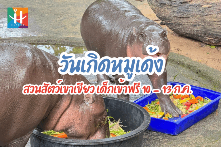 สวนสัตว์เขาเขียว ปักหมุดฉลองวันเกิด “น้องหมูเด้ง” ฮิปโปฯ แคระขวัญใจมหาชน | เด็กเข้าฟรี!