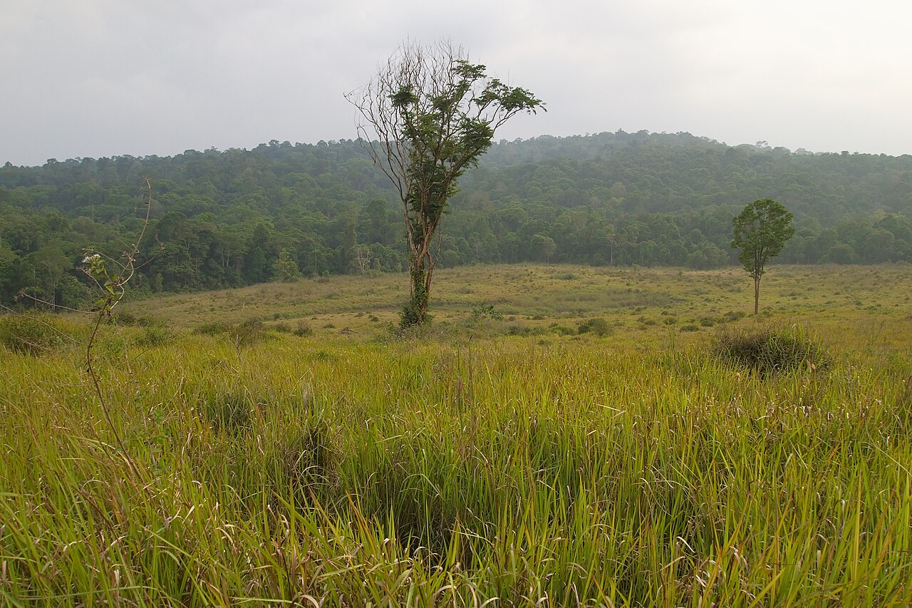 อุทยานแห่งชาติเขาใหญ่ ทุ่งหญ้า ใกล้มวกเหล็ก